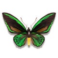 The common green birdwing butterfly with black velvet and green wings from New Guinea