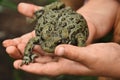 Common Green and Black Toad Close Up Royalty Free Stock Photo