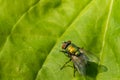 Common Green Bottle Fly