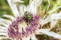 Common green bottle fly collecting pollen from a flower Royalty Free Stock Photo