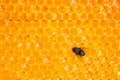 Common green bottle fly insect sitting on honeycombs in the shape of hexagon closeup