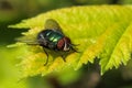 Common green bottle fly on a leaf Royalty Free Stock Photo