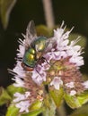 Common green bottle fly Lucilia sericata on mint flower Royalty Free Stock Photo