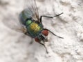 Common green bottle fly Lucilia sericata