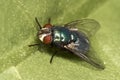 Common green bottle fly Lucilia sericata Royalty Free Stock Photo