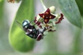 The common green bottle fly or Phaenicia sericata Royalty Free Stock Photo