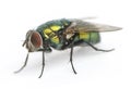 Common green bottle fly, Phaenicia sericata, isolated Royalty Free Stock Photo