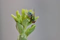 Common green bottle fly Phaenicia sericata or Lucilia sericata on the stem of a rebaudian stevia Royalty Free Stock Photo