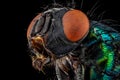 Common green bottle fly Royalty Free Stock Photo