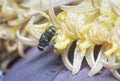 Common green bottlefly perching on the banana flower Royalty Free Stock Photo