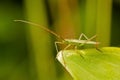 Common Green Capsid