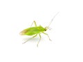 Common green capsid