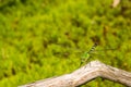 Common Green Darner Royalty Free Stock Photo