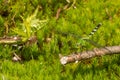Common Green Darner Royalty Free Stock Photo