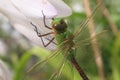 Common Green Darner Dragonfly Royalty Free Stock Photo