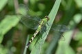 Common green darner dragonfly Royalty Free Stock Photo