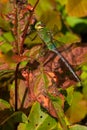 Common Green Darner Dragonfly - Anax junius Royalty Free Stock Photo