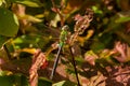 Common Green Darner Dragonfly - Anax junius Royalty Free Stock Photo