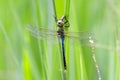 Common Green Darner Dragonfly, Georgia, USA