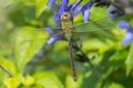 Common Green Darner Dragonfly - Anax junius