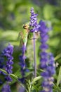 Common Green Darner Dragonfly Perched on Lavender Flowers