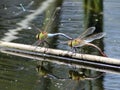 Common Green Darners Together Royalty Free Stock Photo