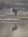 Common green Shank at Sunrise