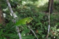 A Common green forest lizard with curious face is looking at something far away