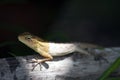 Common green forest lizard Royalty Free Stock Photo
