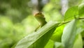 Common green forest lizard peeking out from a leaf, sunbathing in the tropical rainforest. Resting lizards foot on the backlit Royalty Free Stock Photo