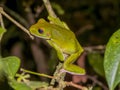 White-lipped Green Tree Frog in Queensland Australia Royalty Free Stock Photo