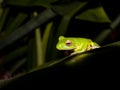 White-lipped Green Tree Frog in Queensland Australia Royalty Free Stock Photo