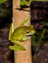 White-lipped Green Tree Frog in Queensland Australia Royalty Free Stock Photo