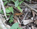 A common green frog or green paddy frog on a pile of dry leaves on ground level of the forest Royalty Free Stock Photo