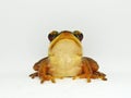 The common green frog, Hylarana erythraea Royalty Free Stock Photo