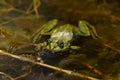 The common Green Frog Lake Frog or Water Frog in the water in