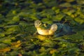 The common Green Frog Lake Frog or Water Frog in the water in