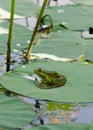 Green frog sitting  in the pond Royalty Free Stock Photo