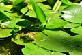 Green frog, water lily leaves Royalty Free Stock Photo