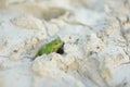 Common green frog sitting in white medical clay on springtime Royalty Free Stock Photo