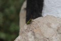 Common green grasshoper over an orange stone and blurry nature Royalty Free Stock Photo