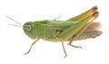 Common green grasshopper, Omocestus viridulus isolated on white background Royalty Free Stock Photo