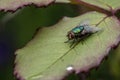 Common green household fly sitting on the rose leaf. Up close macro shot Royalty Free Stock Photo
