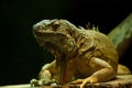 Common Green Iguana Royalty Free Stock Photo