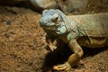 Common Green Iguana Royalty Free Stock Photo