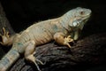Common Green Iguana Royalty Free Stock Photo