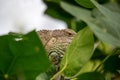 Common Green Iguana Hiding behind Leafs Royalty Free Stock Photo