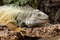 Common Green Iguanas