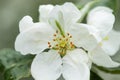 Common green lacewing on apple tree flower, beneficial predator of aphids Royalty Free Stock Photo