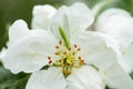 Common green lacewing on apple tree flower, beneficial predator of aphids Royalty Free Stock Photo